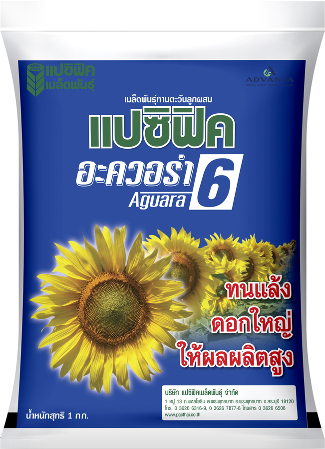 เมล็ดทานตะวันลูกผสม อะควอร่า 6