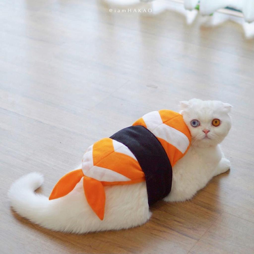 ชุดซูชิ(กุ้ง) M