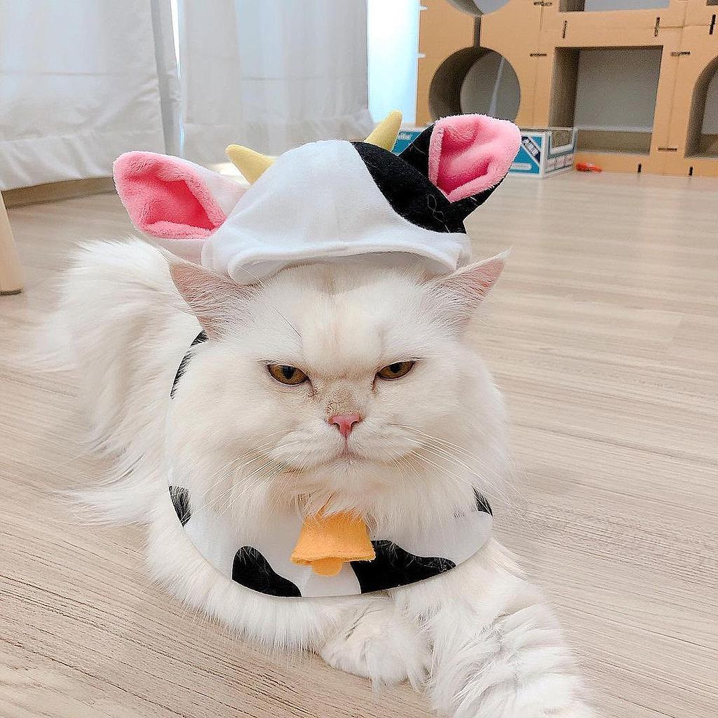 เซตวัว M