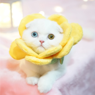 คอลล่าดอกไม้ (เหลือง) L