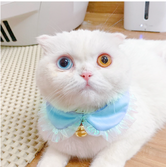 คอลล่าคอบัว (ฟ้า) M