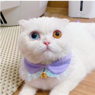 คอลล่าคอบัว(ม่วง)