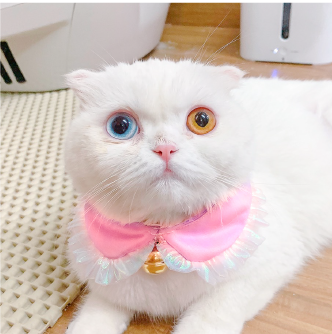 คอลล่าคอบัว (ชมพู) L