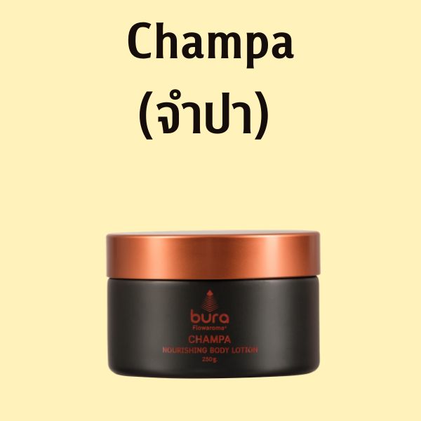 โลชั่นทาตัวสูตรเข้มข้นจำปา